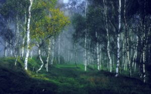 birch 3691340 1920