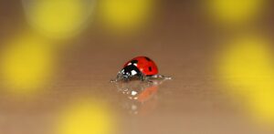 ladybug 720739 1280