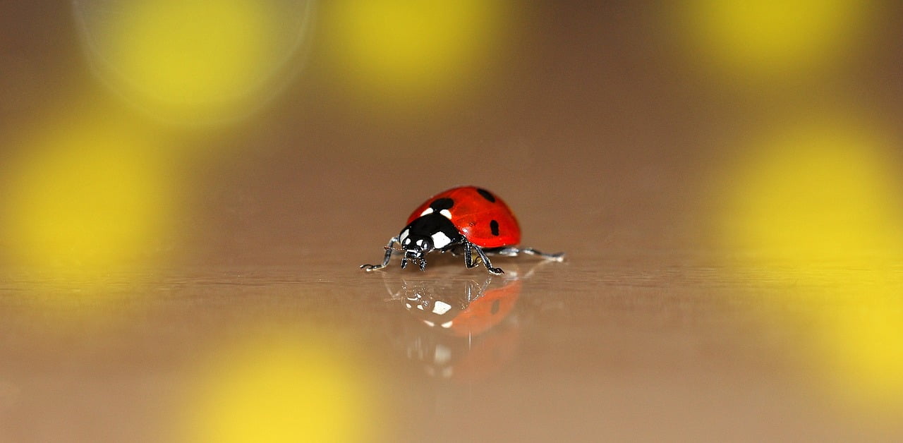 Уникално късметче за всяка зодия за 05 март 2024 - 3 ladybug 720739 1280
