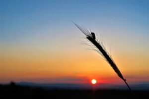 sunset 4304562 1280