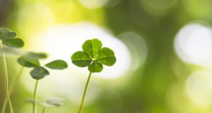 Месец май започва с невероятно КЪСМЕТЧЕ за всяка от зодиите 2 860 ISEF19 four leaf clover