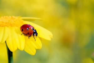 Виж Късмета си за 11.05.2024г 18 insect 4489864 1280