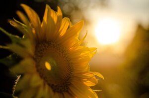 sunflower 5370278 1280