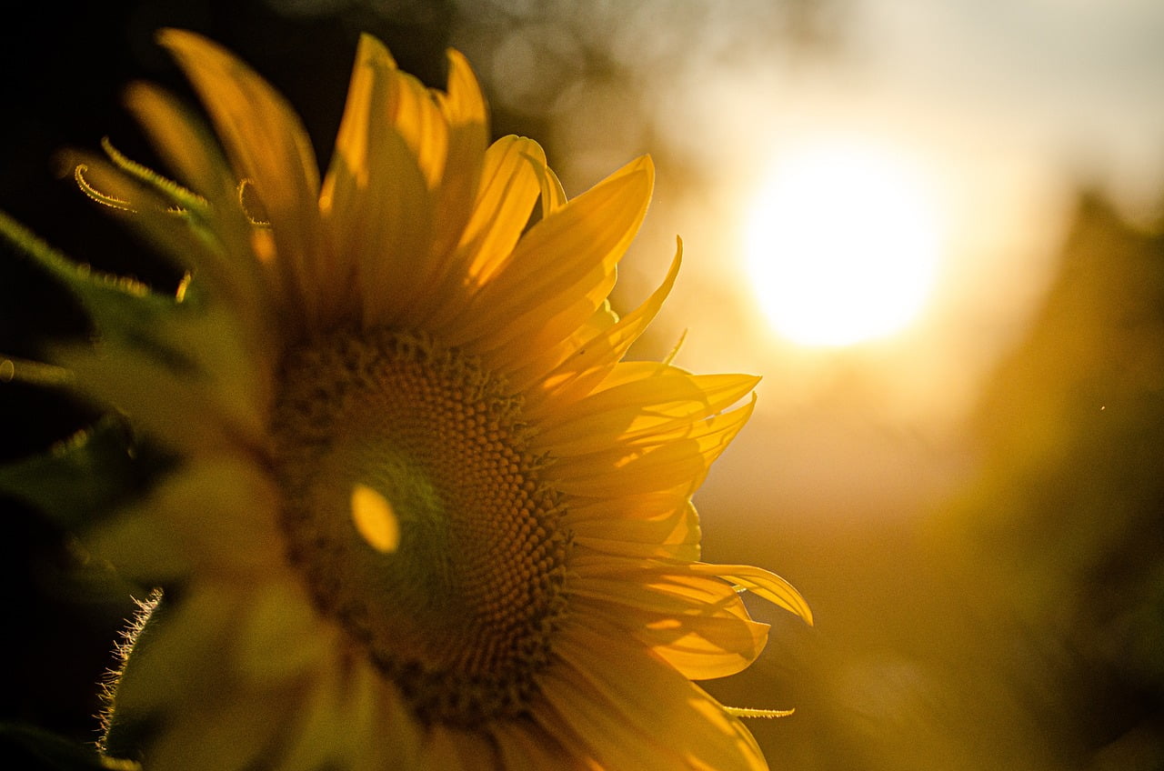 sunflower 5370278 1280