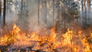 Извъредно: Горят над 1500 декара гори в област Добрич, става страшно 32 пожар