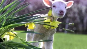 1746175154 1052lamb