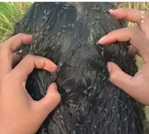 502973425 726860389687196 3954759778224152024 n