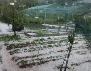 Буря и градушка с големината орех, народът плаче с глас: Унищожи всичко! Отива към.. 36 504267592 780288864571162 1382215085024856468 n