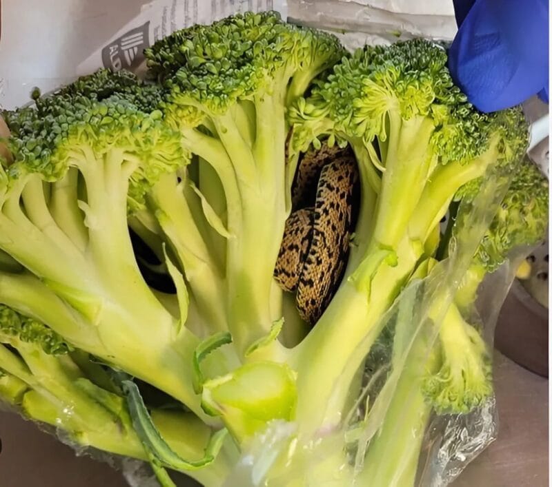Невероятно откритие! 😱 Докато нарязваше броколи 🥦, мъжът направи откритие, което го потресе. Когато пазаруваше 🛒, той дори не можеше да си представи какво се крие в неговата торба със зеленчуци. 8 snapedit 1746688578477