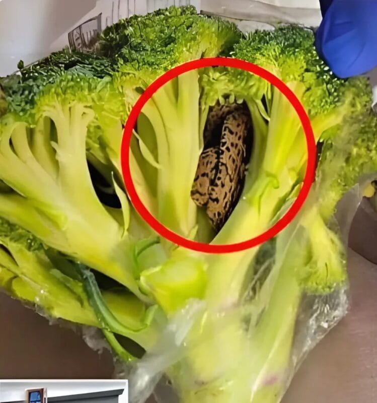 Невероятно откритие! 😱 Докато нарязваше броколи 🥦, мъжът направи откритие, което го потресе. Когато пазаруваше 🛒, той дори не можеше да си представи какво се крие в неговата торба със зеленчуци. 6 snapedit 1746688608354