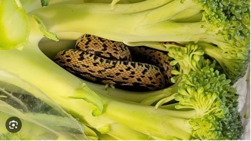 Невероятно откритие! 😱 Докато нарязваше броколи 🥦, мъжът направи откритие, което го потресе. Когато пазаруваше 🛒, той дори не можеше да си представи какво се крие в неговата торба със зеленчуци. 7 snapedit 1746688627526