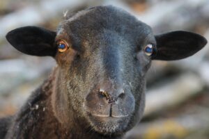 Днес черните овци на зодиака ще са Дева, Риби + още 2 зодии 50 sheep 7588795 1280