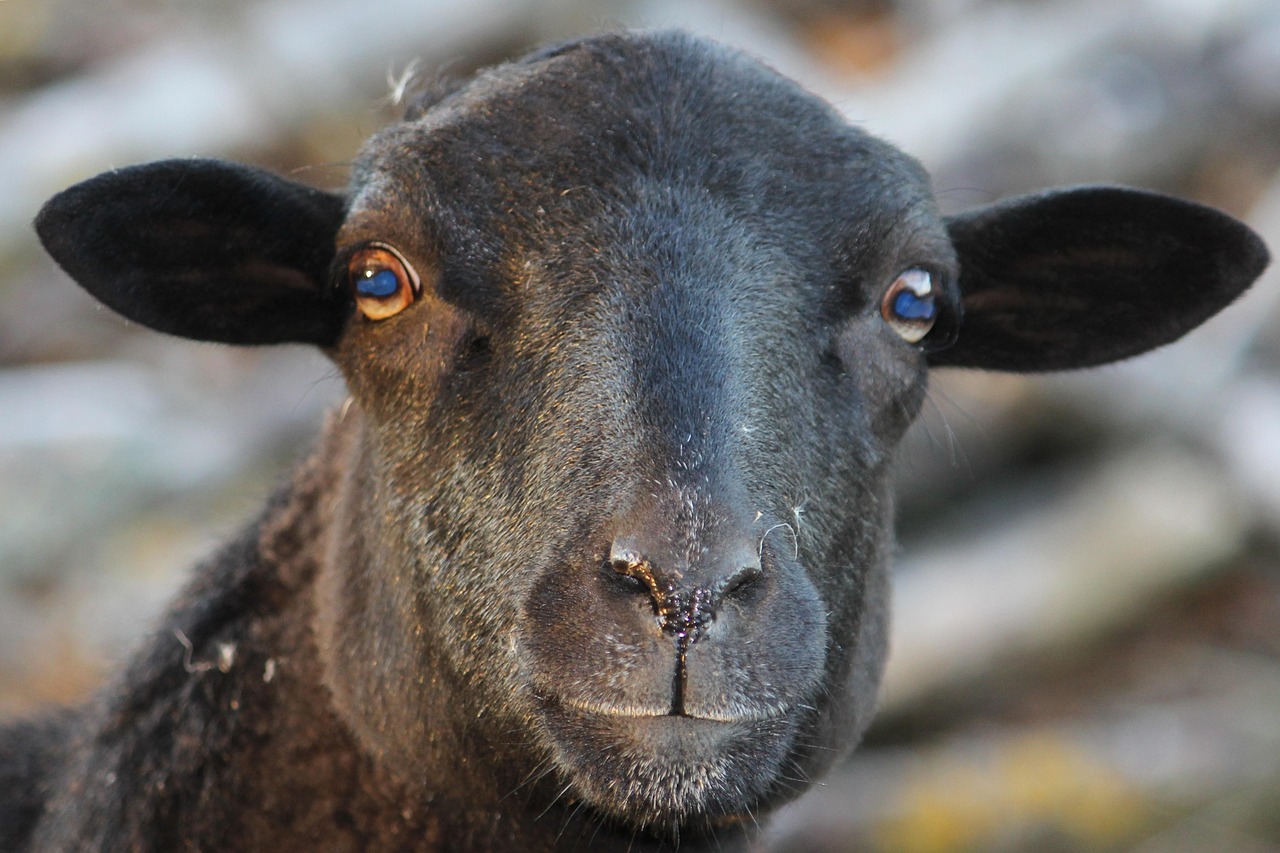Днес черните овци на зодиака ще са Дева, Риби + още 2 зодии 3 sheep 7588795 1280