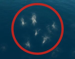 snapedit 1751270019335